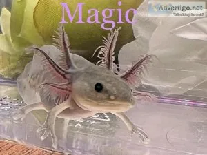 Axolotl babies Marietta 30066