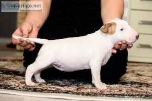 Bull Terrier Puppies Purebred