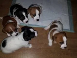 GFHTE YUERTH Jack Russell Terrier puppies