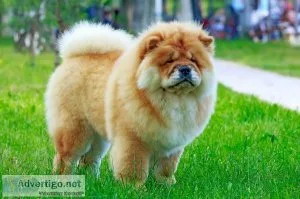 4 month chow chow