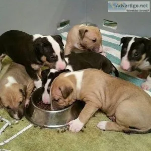 Extremely beautiful Mini Bull Terrier Puppies