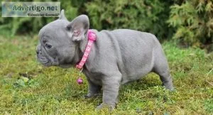 Sweet french bulldog puppies