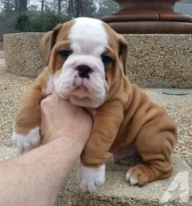 Home raised english bulldog puppies