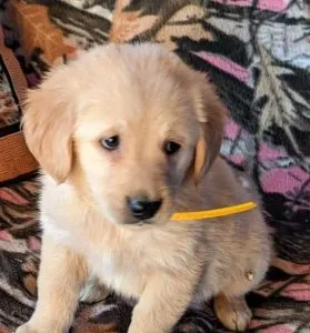 Hansley golden retriever puppy