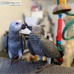2 congo african grey parrots for sale