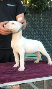 Stunning bull terrier puppies