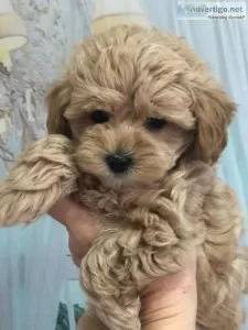 3 maltipoo pups