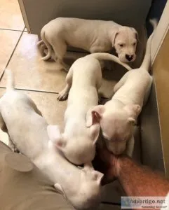 Potty trained dogo argentino puppies for sale