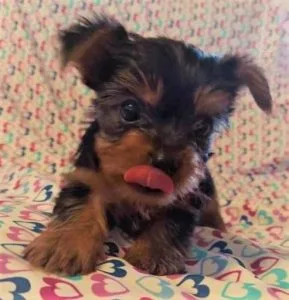 Available 10 weeks old micro pure breed yorkie puppies