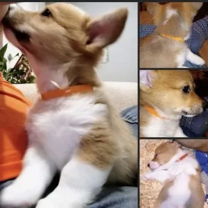 Adorable welsh pembroke corgi puppies