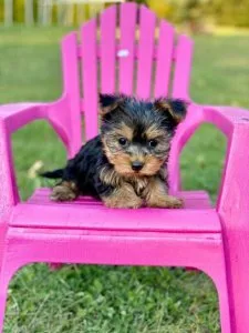 Yorkshire terriers boys and girls for adoption