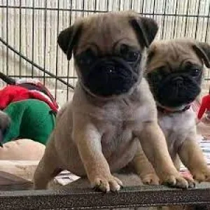Black pug puppies for sale near me