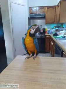 Hand reared baby blue and gold macaw