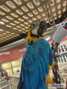 Blue & gold macaw with cage