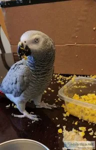 Tame female congo african grey