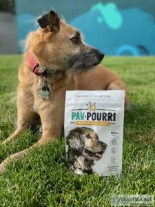 Great news for dog lovers. don t miss out