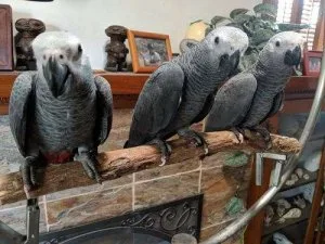 Tame, trained, smart, sweet, cuddly, congo african grey babies
