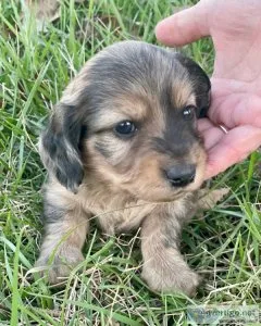 Beautiful miniature dachshund puppies