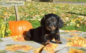 Awesome miniature dachshund puppies