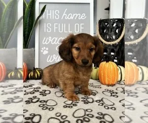 Potty trained miniature dachshund puppies