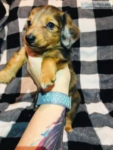Val s day miniature dachshund puppies