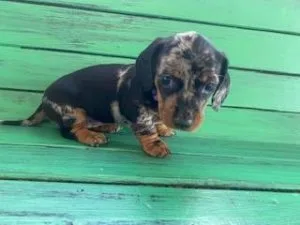 Charming miniature dachshund puppies
