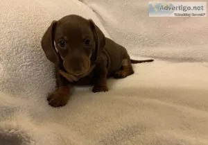 Wonderful miniature dachshund puppies