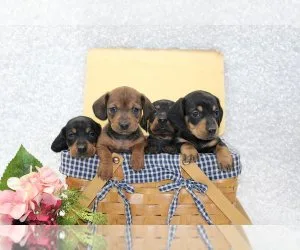 Sweet miniature dachshund puppies