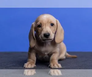 Akc reg miniature dachshund puppies