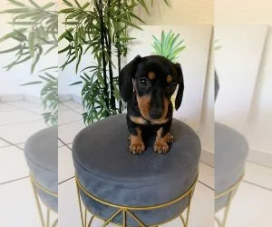 Lovely miniature dachshund puppies