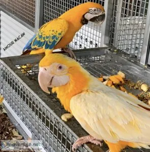 Exotic parrot eggs