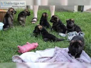 Quality german shepherd puppies