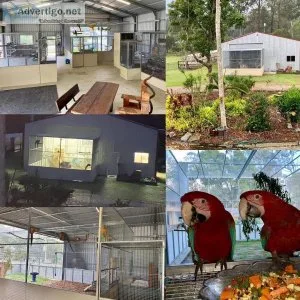 Parrots and parrot eggs