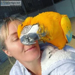 We have beautifull male and female umbrella cockatoos for sale