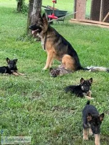 German shepherd puppies for sale
