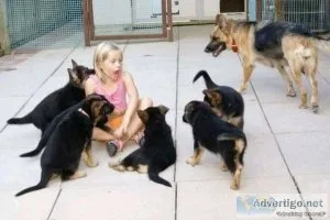 12 weeks old german shepherd puppies