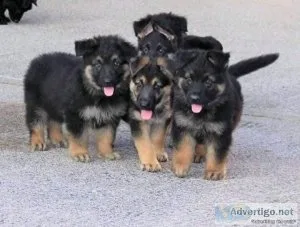 Purebred german shepherds for sale