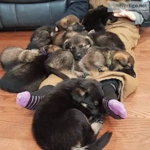 Sweet-tempered german shepherd puppies