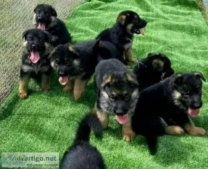 Awesome german shepherd puppies