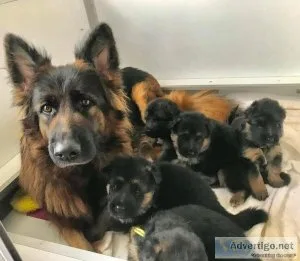 Akc reg german german puppies