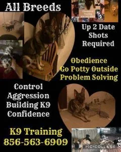 K9 training off leash