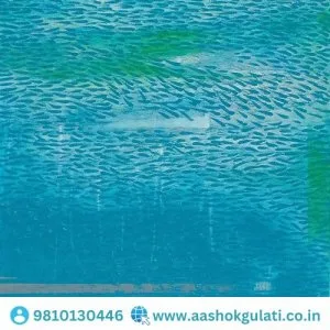 Buy oil on canvas painting for sale: aashok gulati