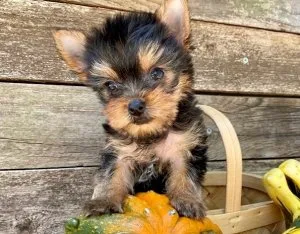Yorkshire terrier puppies for sale