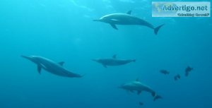 Dolphin watching in maldives