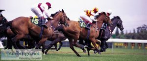 Professional bloodstock agent - finding the right horse for you