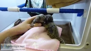Marmoset monkeys available