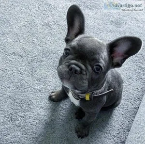 Mannie our male french bulldog pup