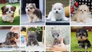 Westiepoo/cane corso/cockapoo/labradoodle/french bulldog