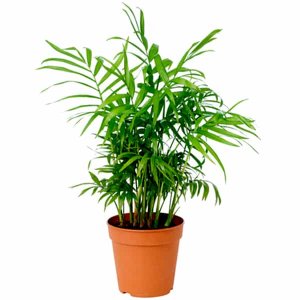 Indoor plants online