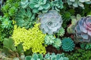 Plants delivered
